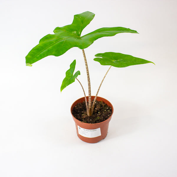 Alocasia Batwing 10.5cm H15cm