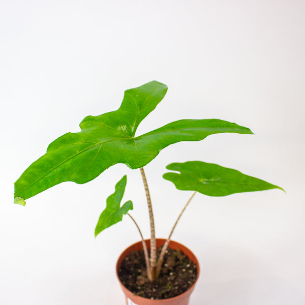 Alocasia Batwing 10.5cm H15cm