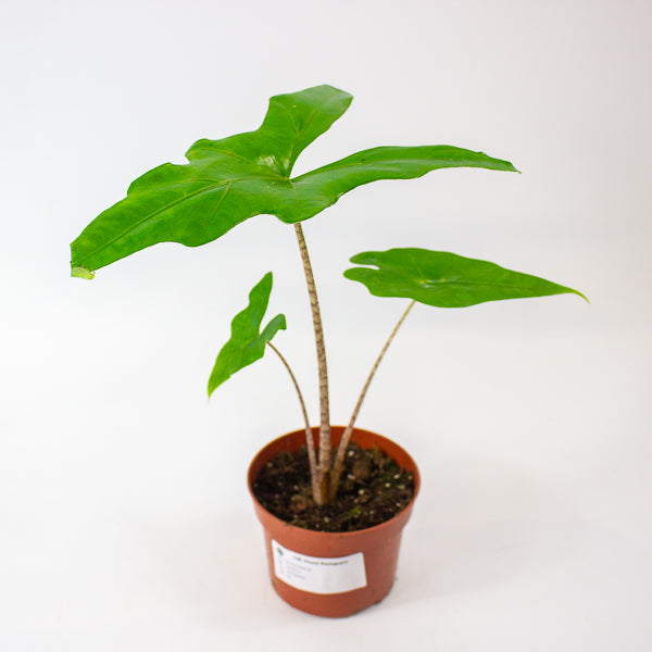 Alocasia Batwing 10.5cm H15cm
