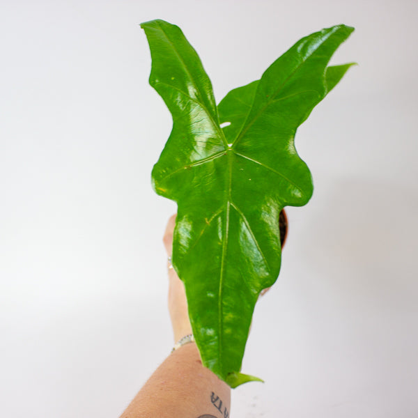 Alocasia Batwing 10.5cm H15cm