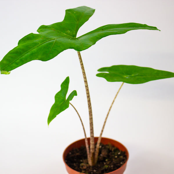 Alocasia Batwing 10.5cm H15cm