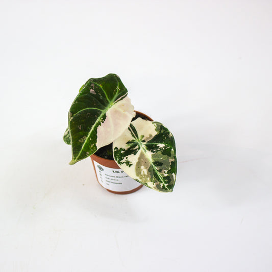 Alocasia Black velvet Pink 6cm H10cm