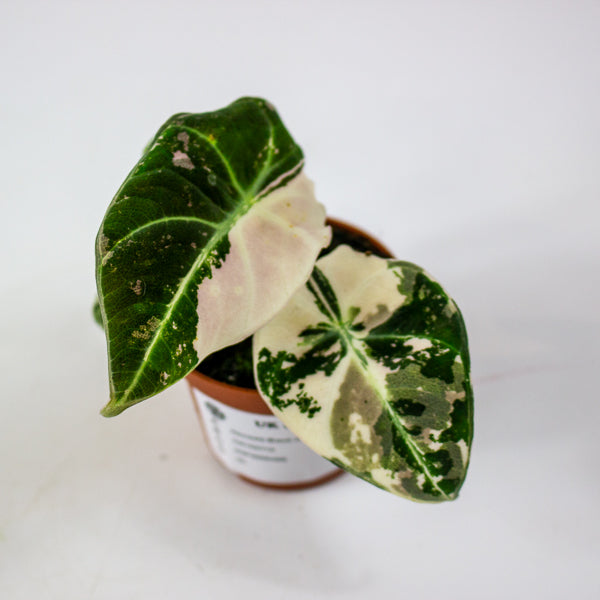 Alocasia Black velvet Pink 6cm H10cm