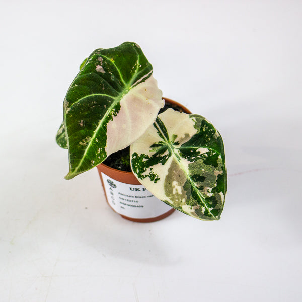 Alocasia Black velvet Pink 6cm H10cm