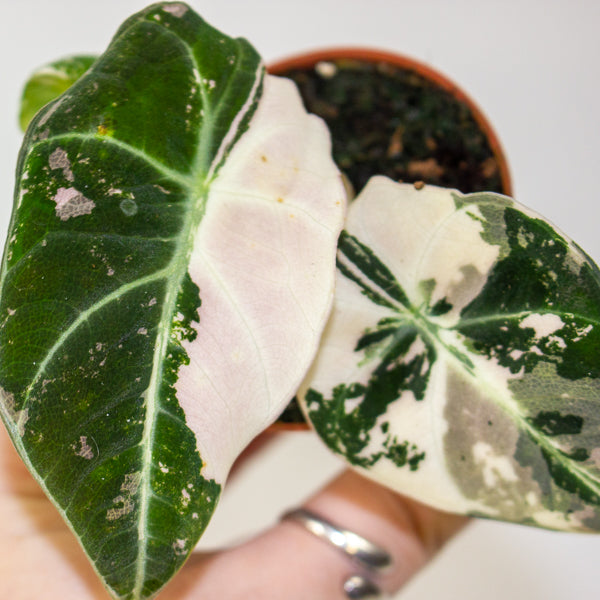 Alocasia Black velvet Pink 6cm H10cm