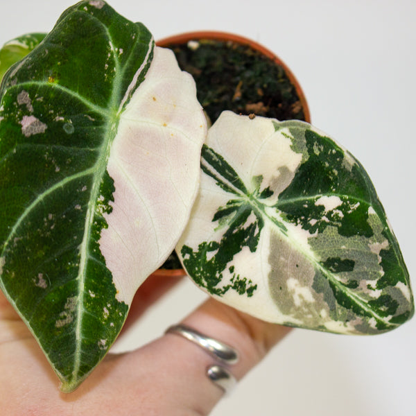 Alocasia Black velvet Pink 6cm H10cm