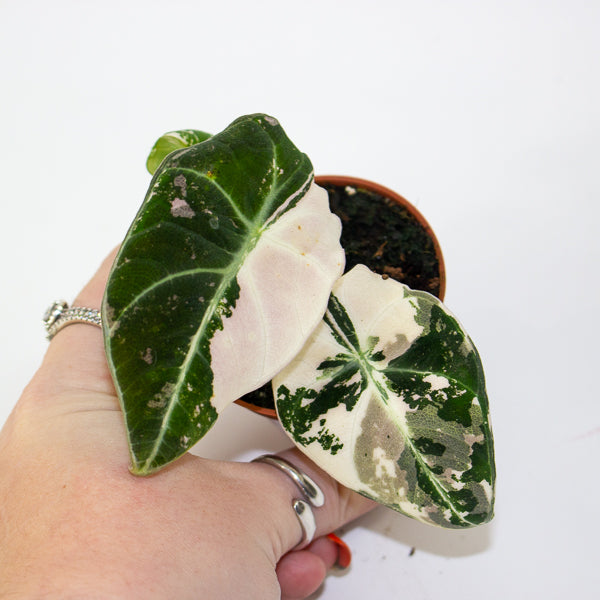 Alocasia Black velvet Pink 6cm H10cm