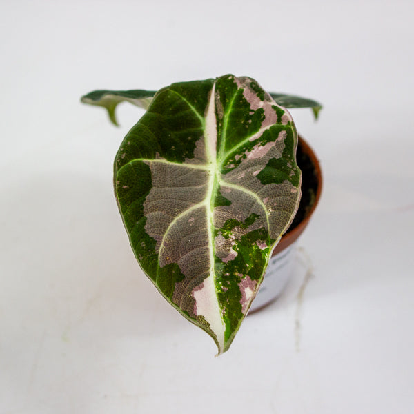Alocasia Black velvet Pink 6cm H10cm