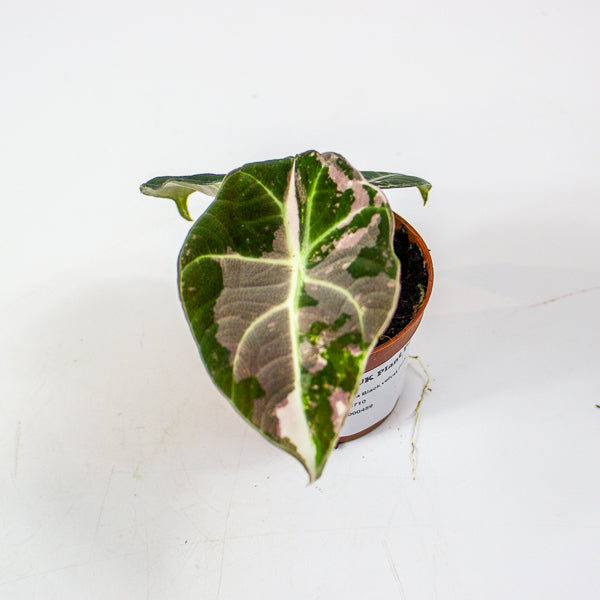 Alocasia Black velvet Pink 6cm H10cm