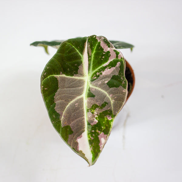 Alocasia Black velvet Pink 6cm H10cm