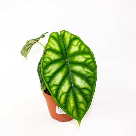 Alocasia Dragon Scale 12cm H25cm