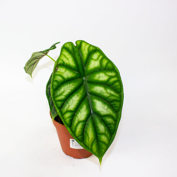 Alocasia Dragon Scale 12cm H25cm
