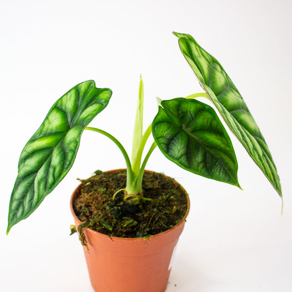 Alocasia Dragon Scale 12cm H25cm
