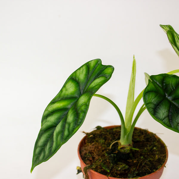 Alocasia Dragon Scale 12cm H25cm