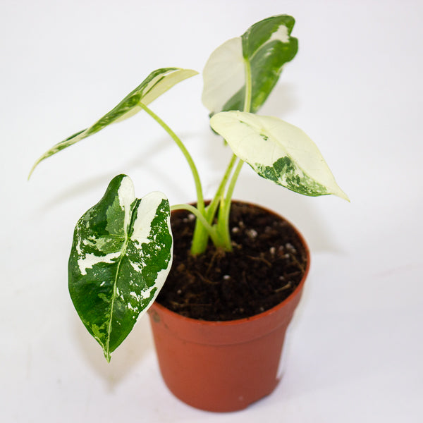 Alocasia Frydek variegata 7cm H10cm