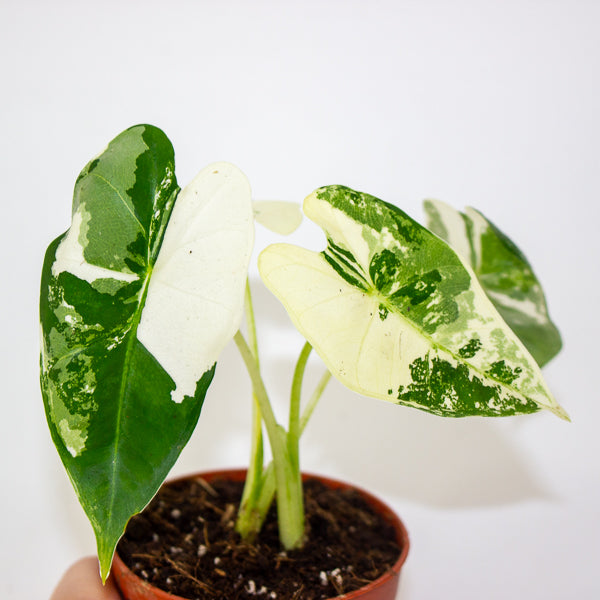 Alocasia Frydek variegata 7cm H10cm