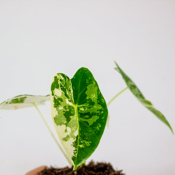 Alocasia Frydek variegata 7cm H10cm