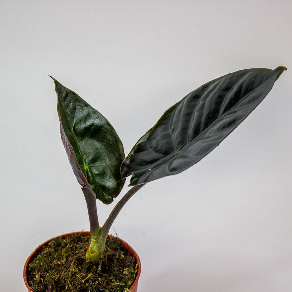 Alocasia infernalis 'Black Magic'
