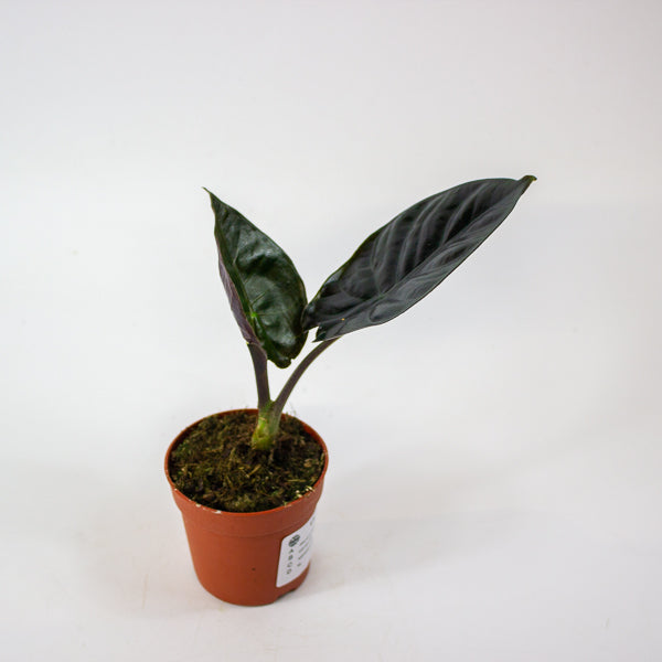 Alocasia Infernalis 'black magic' 7cm H15cm