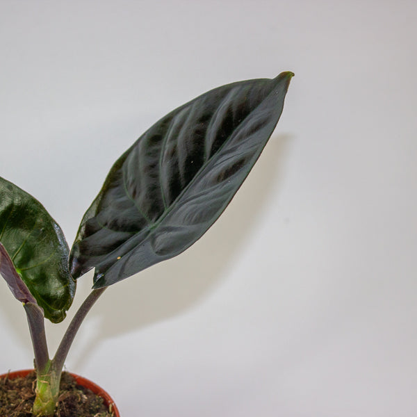 Alocasia Infernalis 'black magic' 7cm H15cm