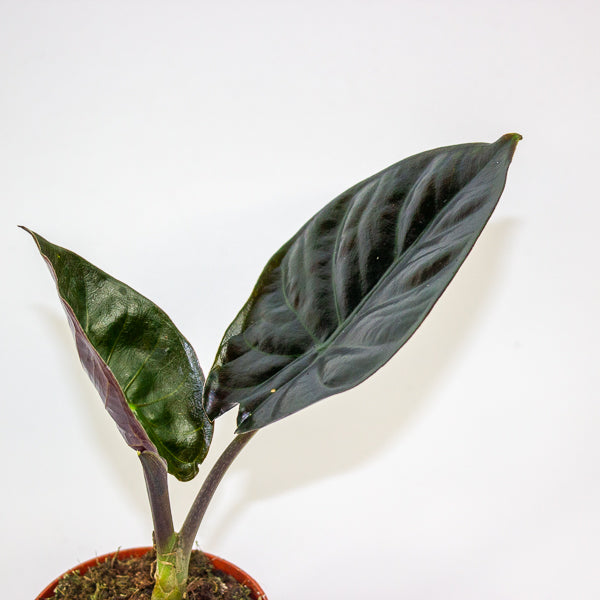 Alocasia Infernalis 'black magic' 7cm H15cm