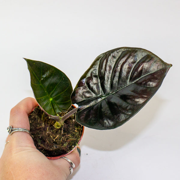 Alocasia Infernalis 'black magic' 7cm H15cm