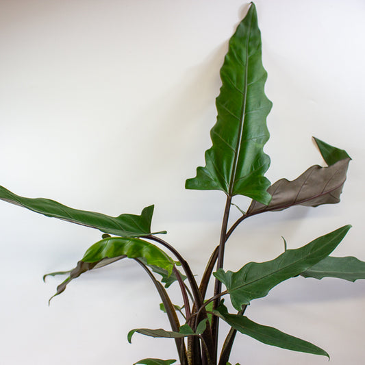 Alocasia lauterbachiana 19cm H80cm
