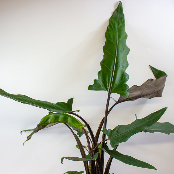 Alocasia lauterbachiana