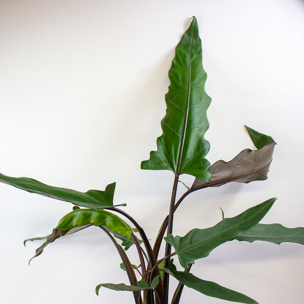 Alocasia lauterbachiana 19cm H80cm