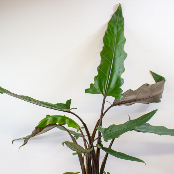 Alocasia lauterbachiana 19cm H80cm