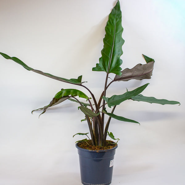 Alocasia lauterbachiana 19cm H80cm