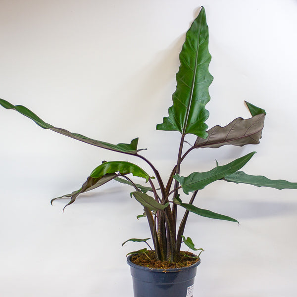 Alocasia lauterbachiana 19cm H80cm