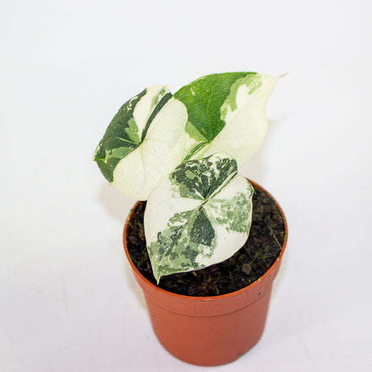 Alocasia Melo Variegata 7cm H15cm
