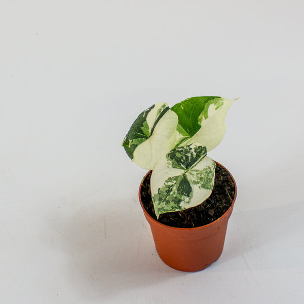 Alocasia Melo Variegata 7cm H15cm