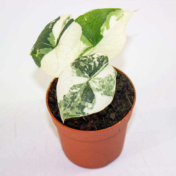 Alocasia Melo Variegata 7cm H15cm