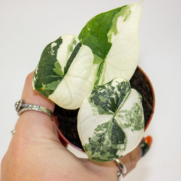 Alocasia Melo Variegata 7cm H15cm