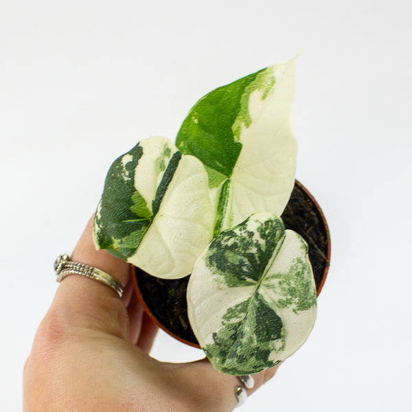 Alocasia Melo Variegata 7cm H15cm