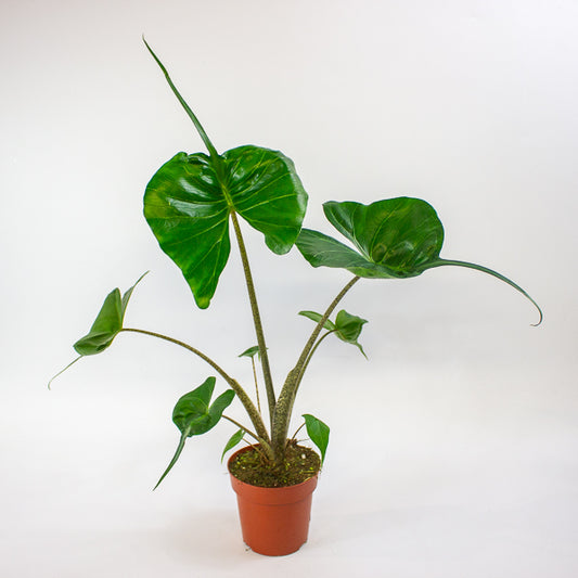 Alocasia Stingray 12cm H30cm
