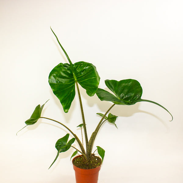 Alocasia Stingray 12cm H30cm