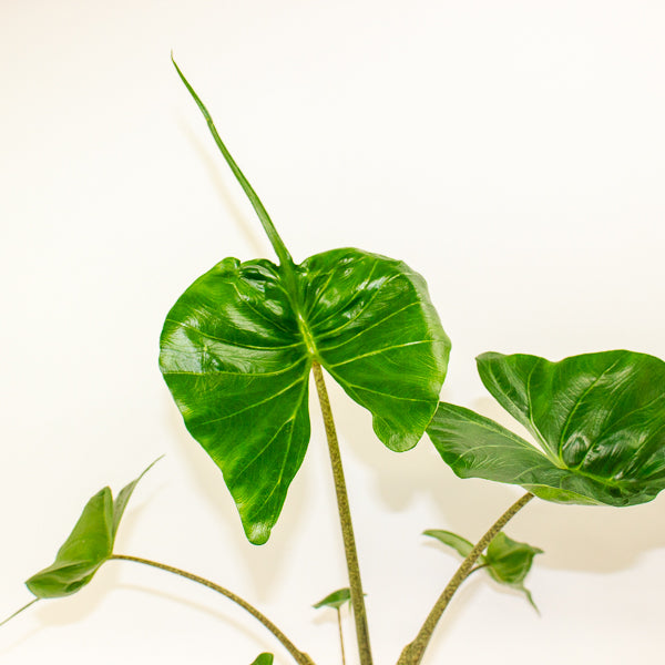 Alocasia Stingray 12cm H30cm