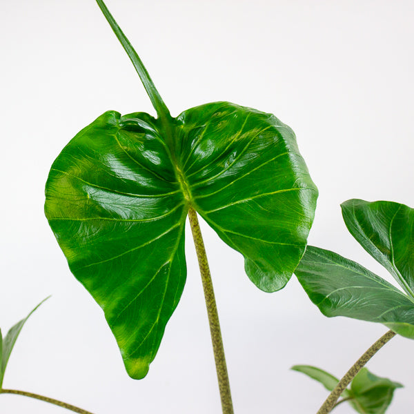 Alocasia Stingray 12cm H30cm