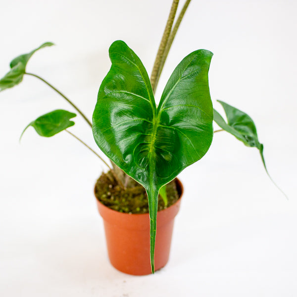 Alocasia Stingray 12cm H30cm