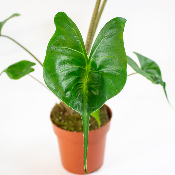 Alocasia Stingray 12cm H30cm