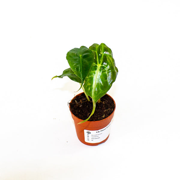Alocasia Venom 7cm H15cm
