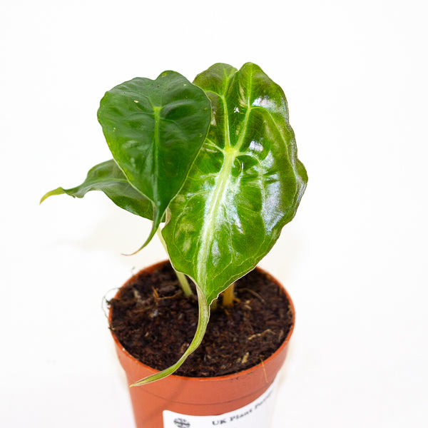 Alocasia Venom 7cm H15cm