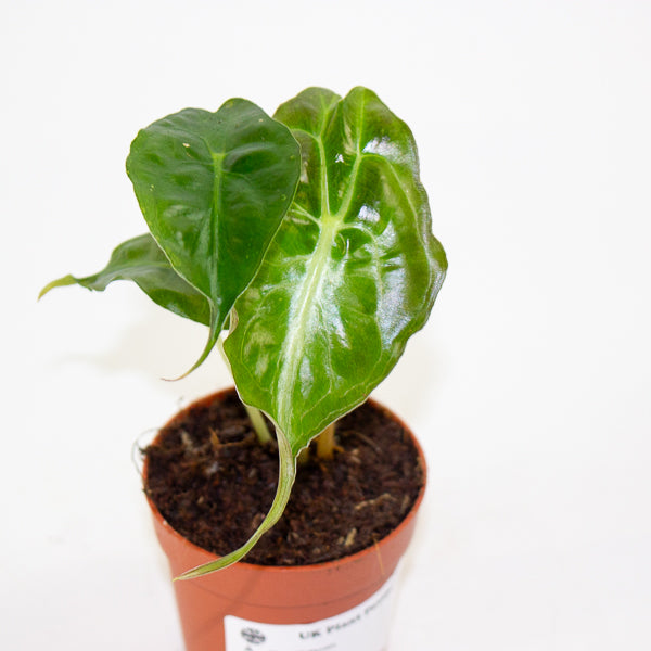Alocasia Venom 7cm H15cm
