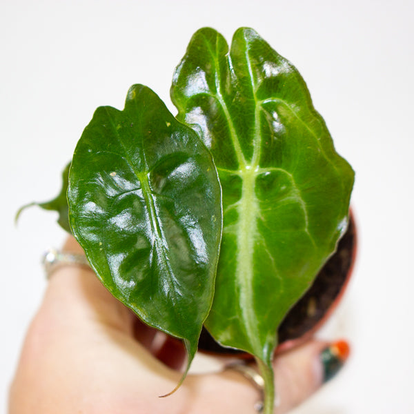 Alocasia Venom 7cm H15cm