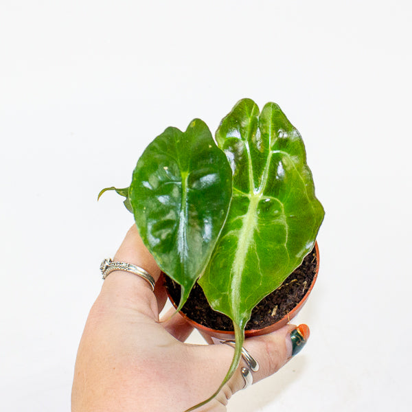 Alocasia Venom 7cm H15cm