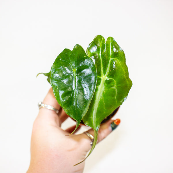Alocasia Venom 7cm H15cm