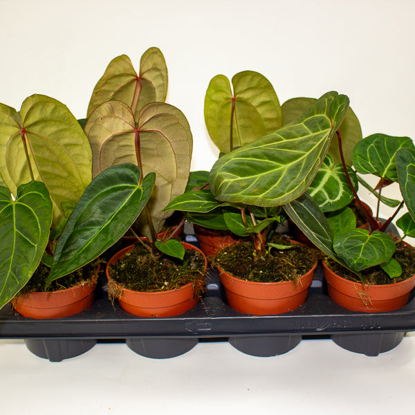 Anthurium Hybrid - NOID - 12cm H20cm